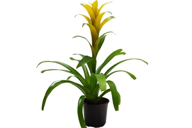 Bromeliad 12cm Guzmania Hilda Variety Thumbnail.jpg